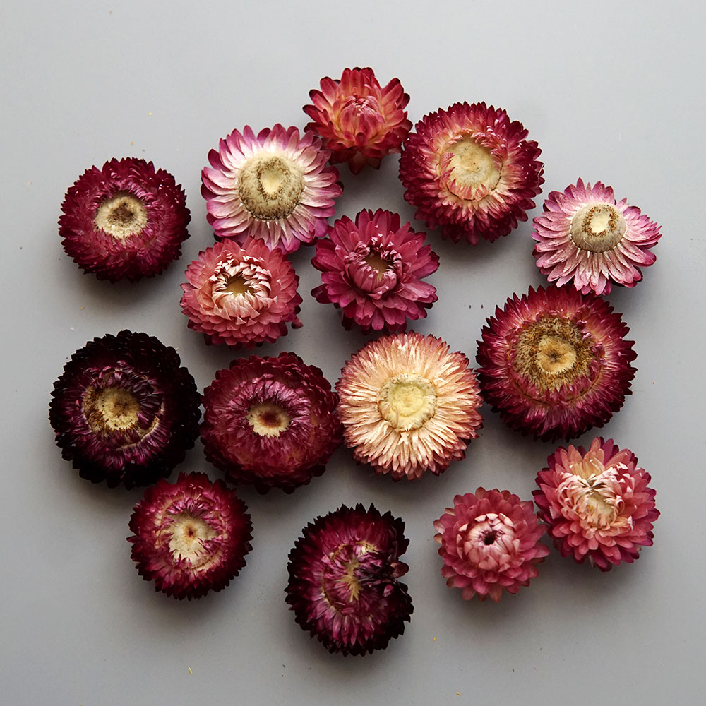 Natural Dried Colorful Chrysan - Candle Making Supplies Online review and price