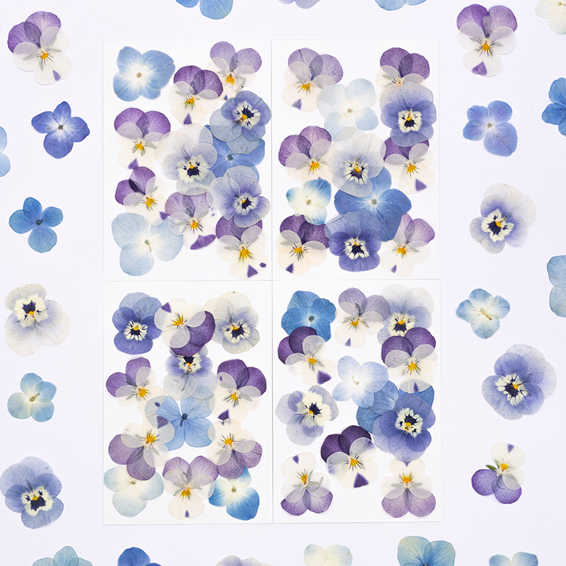 12pcs,Real Viola Cornuta Press - Supplies Of Candle review and price