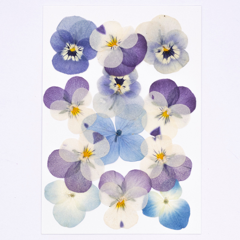 12pcs,Real Viola Cornuta Press - Supplies Of Candle review and price