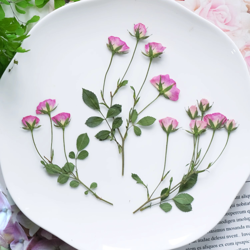 12pcs,Mini Pink Rose Pressed F - Supplies Of Candle review and price